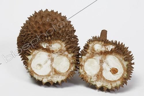 Biosphoto | 1946191 | Durian ouvert  sur fond blanc | &copy; M. Grenet & A. Soumillard / Biosphoto