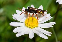 Biosphoto | 2444105 | Dusky-horned Nomad Bee (Nomada bifasciata) female on Lawndaisy (Bellis perennis) flower, solitary bees, Vosges du Nord Regional Nature Park, France | &copy; Michel Rauch / Biosphoto
