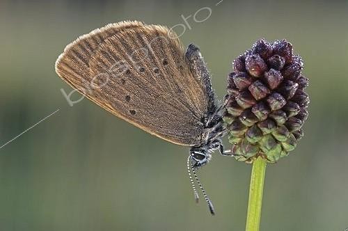 Biosphoto | 1535567 | Dusky Large Blue (Glaucopsyche nausithous) on a Great Burnet (Sanguisorba officinalis) | &copy; Marko Koenig / imageBROKER / Biosphoto