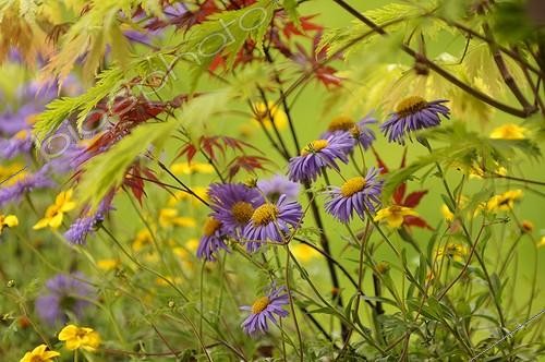Biosphoto | 956053 | Dwarf Aster flower and Japanese Maple in Garden France  | &copy; Sébastien Herent / Biosphoto
