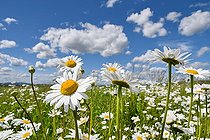 Biosphoto | 2586673 | Dwarf daisy (Leucanthemum paludosum) in bloom in a meadow, Doubs, France | &copy; Dominique Delfino / Biosphoto