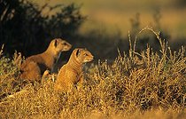 Biosphoto | 1251505 | Dwarf Mongooses careful around Southern Africa | &copy; Franck Fouquet / Biosphoto