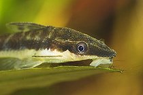 Biosphoto | 1455926 | Dwarf otocinclus - Golden otocinclus - Otocinclus affinis | &copy; Siepmann / imageBROKER / Biosphoto