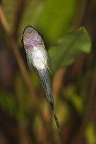 Biosphoto | 1489580 | Dwarf otocinclus - Golden otocinclus - Otocinclus affinis | &copy; Siepmann / imageBROKER / Biosphoto