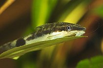 Biosphoto | 1489945 | Dwarf otocinclus - Golden otocinclus - Otocinclus affinis | &copy; Siepmann / imageBROKER / Biosphoto