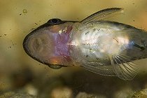 Biosphoto | 1524712 | Dwarf otocinclus - Golden otocinclus - Otocinclus affinis | &copy; Siepmann / imageBROKER / Biosphoto