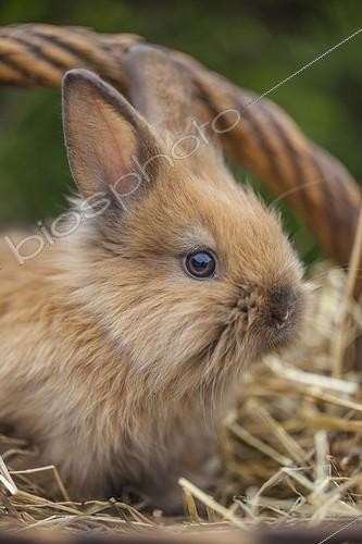 Biosphoto | 2037092 | Dwarf rabbit in a wicker basket - France | &copy; Vincent M. / Biosphoto