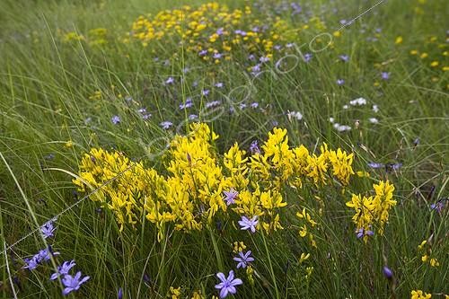 Biosphoto | 1363287 | Dyer's Broom and Aphyllanthes in bloom Provence France | &copy; Michel Gunther / Biosphoto