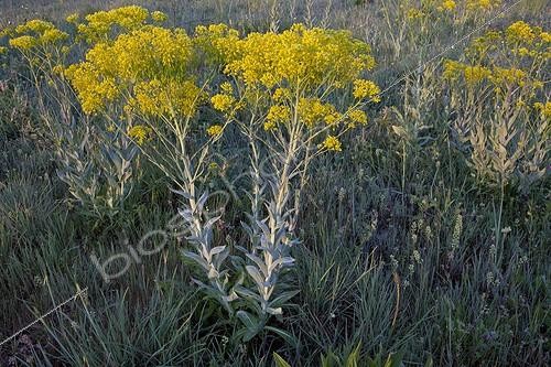 Biosphoto | 1293485 | Dyer's woad in bloom in spring | &copy; Michel Gunther / Biosphoto