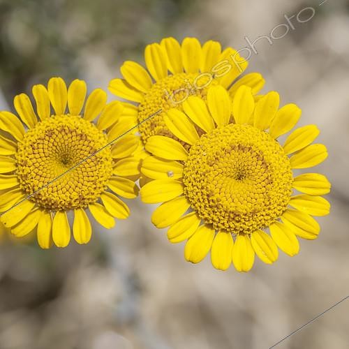 Biosphoto | 2524421 | Dyers' Chamomile (Cota tinctoria) | &copy; Marie Aymerez / Biosphoto