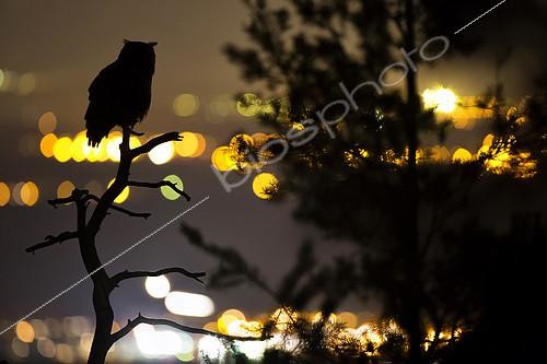 Biosphoto | 2100733 | Eagle Owl (Bubo bubo) facing the city, Vosges, France | &copy; Olivier Gutfreund / Biosphoto
