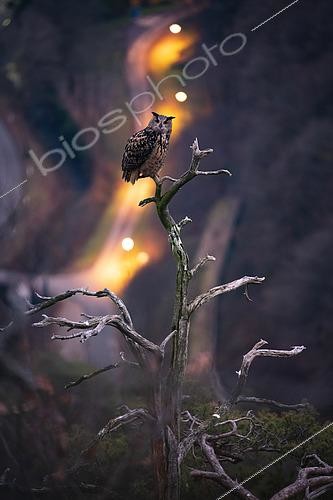 Biosphoto | 2464536 | Eagle Owl (Bubo bubo) male in place on his favorite tree to call his female at the end of January, courtship period, Alsace, France | &copy; Olivier Gutfreund / Biosphoto