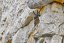Biosphoto | 2609655 | Eagle-owl (Bubo bubo) on a cliff in a quarry, Doubs, France | &copy; Dominique Delfino / Biosphoto