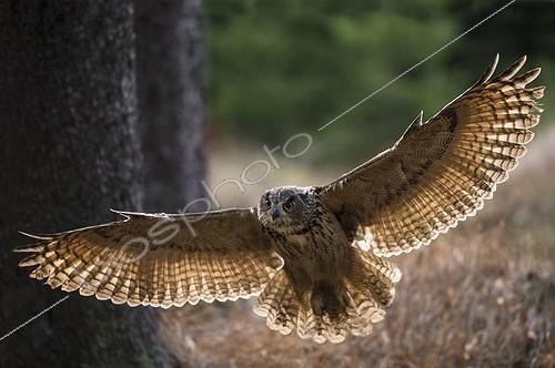Biosphoto | 2027690 | Eagle Owl in flight - Czech Republic | &copy; Berndt Fischer / Biosphoto