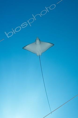 Biosphoto | 1819904 | Eagle Ray South Male Atoll Maldives | &copy; Reinhard Dirscherl / Biosphoto