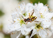 Biosphoto | 2444110 | Early Nomad Bee (Nomada leucophthalma) female on Blackthorn (Prunus spinosa) flower, solitary bees Regional Natural Park of Vosges du Nord, France | &copy; Michel Rauch / Biosphoto