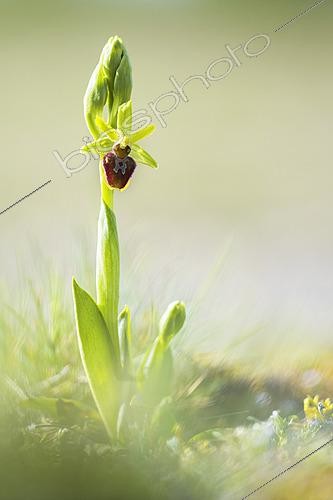 Biosphoto | 2565661 | Early Spider-orchid (Ophrys aranifera) against the light on a spring evening, Auvergne, France | &copy; Monique Morin / Biosphoto