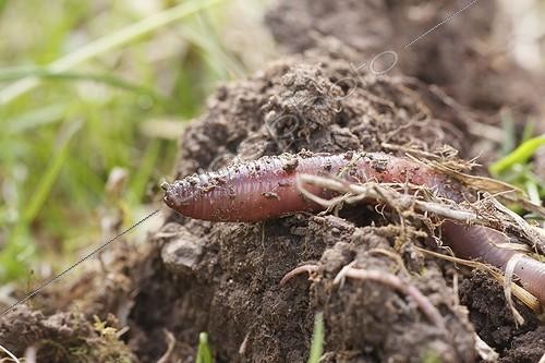 Biosphoto | 1621929 | Earthworm on a clod of earth and grass | &copy; Thierry Reminiac / Biosphoto