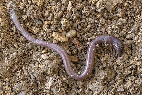 Biosphoto | 2612247 | Earthworm on clay soil, Gers, France | &copy; Marie Aymerez / Biosphoto