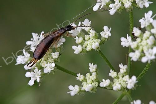 Biosphoto | 1128106 | Earwig feeding on a flower of Toril in  Var France | &copy; Pascal Pittorino / Biosphoto