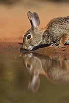 Biosphoto | 2433370 | Eastern Cottontail (Sylvilagus floridanus), adult drinking at pond, South Texas, USA, North America | &copy; Rolf Nussbaumer / imageBROKER / Biosphoto