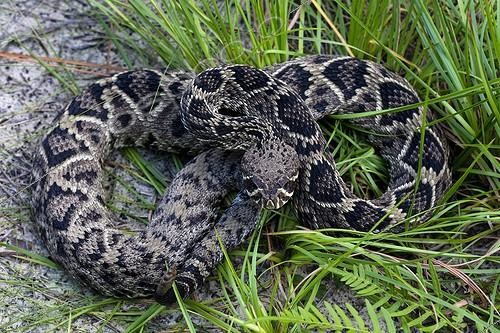 Biosphoto | 2050305 | Eastern diamondback rattlesnake, Alachua, Florida, USA | &copy; Michael Turco / Biosphoto