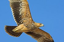 Biosphoto | 2414853 | Eastern Imperial Eagle (Aquila heliaca), Oman | &copy; Mathias Schaef / BIA / Biosphoto