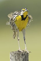 Biosphoto | 2608771 | Eastern Meadowlark (Sturnella magna), Florida, USA | &copy; BIA / imageBROKER / Biosphoto