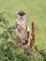 Biosphoto | 2608897 | Eastern Patas Monkey (Erythrocebus patas pyrrhonotus), young , Murchison Falls National Park, Uganda | &copy; Ignacio Yufera / Biosphoto
