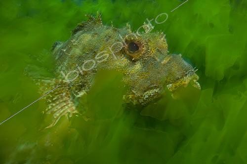 Biosphoto | 1965570 | Eastern red scorpionfish in ulva kelp - New Zealand | &copy; Tobias Bernhard Raff / Biosphoto