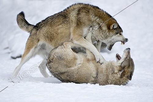 Biosphoto | 1973073 | Eastern Timber Wolves fighting | &copy; Bernd Zoller / imageBROKER / Biosphoto