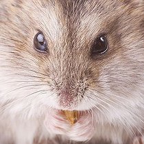 Biosphoto | 1511415 | Eating hamster | &copy; Alfred Schauhuber / imageBROKER / Biosphoto