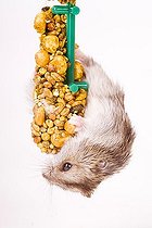 Biosphoto | 1512764 | Eating Hamster | &copy; Alfred Schauhuber / imageBROKER / Biosphoto