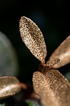 Biosphoto | 2487729 | Ebbing's silverberry (Elaeagnus x submacrophylla), youngs leaves, France | &copy; Marie Aymerez / Biosphoto