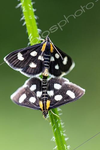Biosphoto | 2555788 | Ecaille (Arctiidae sp) accouplement, Jura, canton de Vaud, Suisse | &copy; Christian Fosserat / Biosphoto