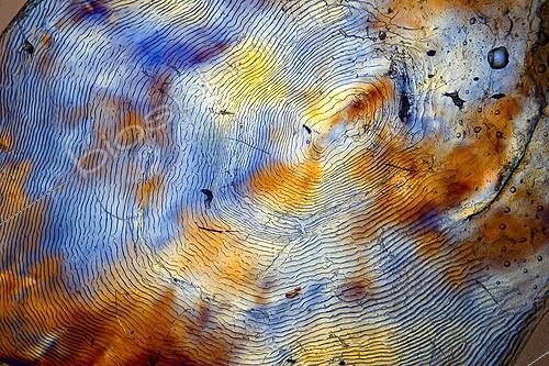 Biosphoto | 522345 | Ecaille de saumon sous microscope ; Eclairage en lumière polarisée, grossissement x 20 | &copy; Christian Gautier / Biosphoto