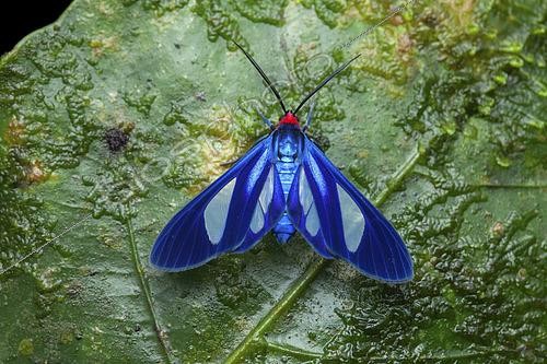 Biosphoto | 2459145 | Ecaille (Euagra cerymica), imago, El Valle de Anton, Panama | &copy; Frank Deschandol & Philippe Sabine / Biosphoto