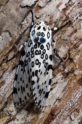 Biosphoto | 2084344 | Ecaille léopard (Ecpantheria scribonia) sur écorce, Floride | &copy; Michael Turco / Biosphoto