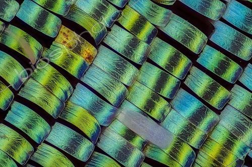 Biosphoto | 2526024 | Ecailles de l'aile d'une Uranie rhiphée (Chrysiridia rhipheus) | &copy; wore49 / imageBROKER / Biosphoto