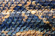 Biosphoto | 1249168 | Ecailles de Boa constricteur | &copy; Daniel Heuclin / Biosphoto