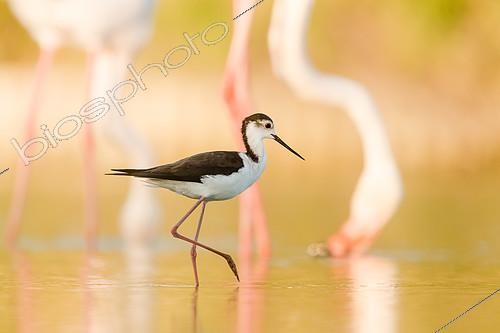 Biosphoto | 2404731 | Echasse blanche (Himantopus himantopus) et Flamants roses (Phoenicopterus roseus), Camargue, France | &copy; Oliver Geiseler / BIA / Biosphoto