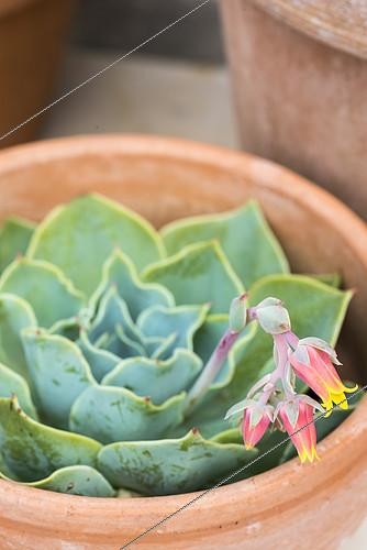 Biosphoto | 2132524 | Echeveria en fleur dans un pot en terre cuite en été, Pas de Calais, France | &copy; Yann Avril / Biosphoto