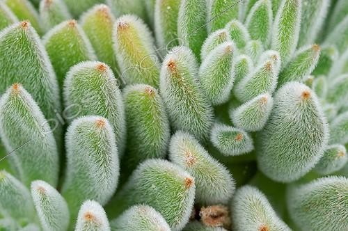 Biosphoto | 1905013 | Echeveria setosa Jardin exotique de Monaco | &copy; Vincent Marion / Biosphoto