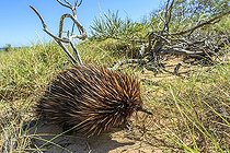 Biosphoto | 2065802 | Échidné à nez court (Tachyglossus aculeatus), Cape Range NP - Western Australia C'est un proche parent de l'ornithorynque : tous deux font partie du seul groupe de mammifères au monde qui pondent des œufs : les Monotrèmes. L'échidné se nourrit de termites dont il creuse les nids avec ses robustes griffes. | &copy; Jean-Philippe Delobelle / Biosphoto