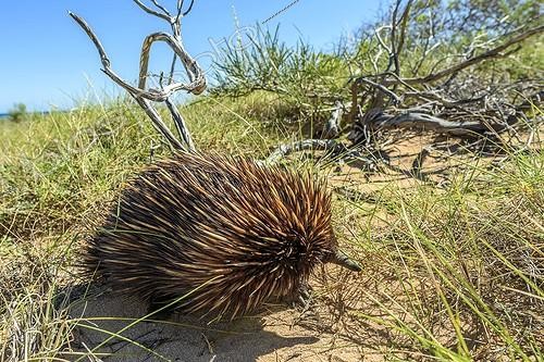 Biosphoto | 2065802 | Échidné à nez court (Tachyglossus aculeatus), Cape Range NP - Western Australia C'est un proche parent de l'ornithorynque : tous deux font partie du seul groupe de mammifères au monde qui pondent des œufs : les Monotrèmes. L'échidné se nourrit de termites dont il creuse les nids avec ses robustes griffes. | &copy; Jean-Philippe Delobelle / Biosphoto