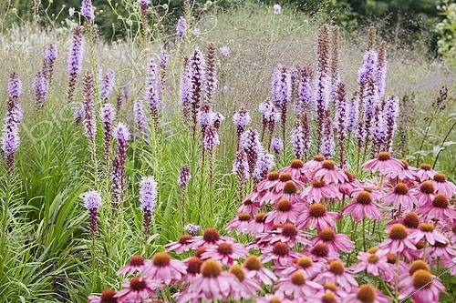 Biosphoto | 2540634 | Echinacea et Liatris spicata | &copy; Visions Pictures / Biosphoto