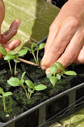 Biosphoto | 1999877 | Eclaircissage de semis de Basilic dans un potager | &copy; Serge Lapouge / Biosphoto