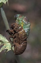 Biosphoto | 92558 | Eclosion de la Grande Cigale au mois de juillet France | &copy; Tristan Lafranchis / Biosphoto