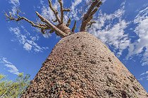 Biosphoto | 2095205 | Ecorce de Baobab (Adansonia grandidieri), Madagascar | &copy; Jean-Philippe Delobelle / Biosphoto