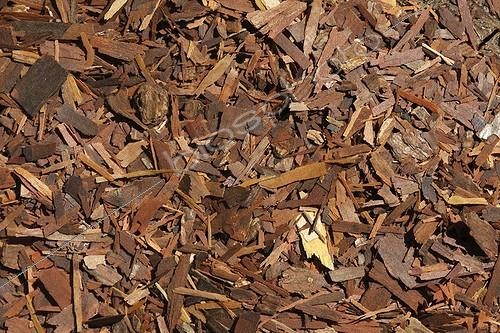 Biosphoto | 894734 | Ecorce de Lapacho utilisée en tisane | &copy; Pascal Pittorino / Biosphoto